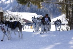 Lenk 2013